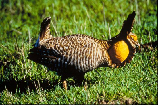 Attwater's Prairie Chicken, displaying male