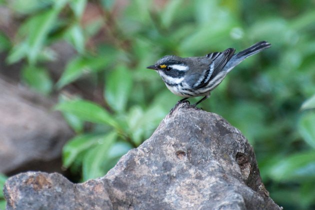 Black-throated Gray Warbler Male