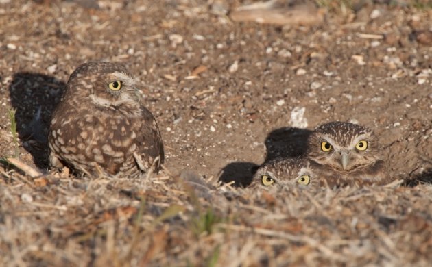 Burrowing Owls in Burrow