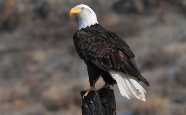 Recognizing the 4 Eagles Of Alaska