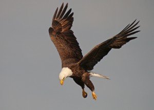 Bald Eagle Catching and Eating a Blue-winged Teal - 10,000 Birds