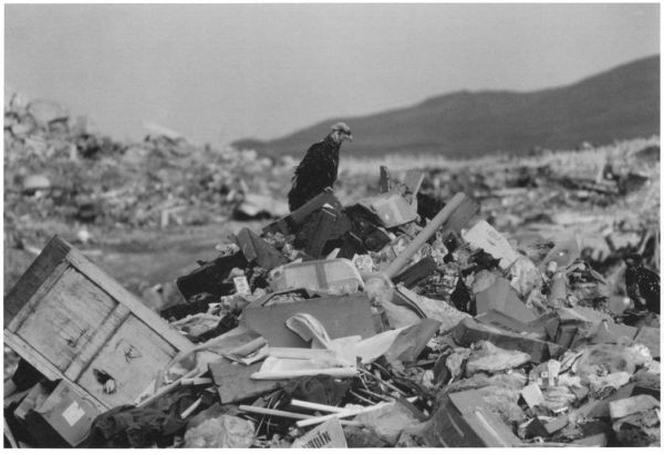 Bald eagle perched on rubbish