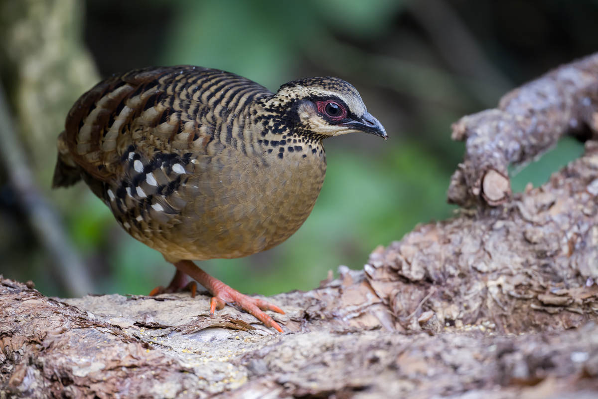 Birding Napo, Guangxi, China - part 1 - 10,000 Birds