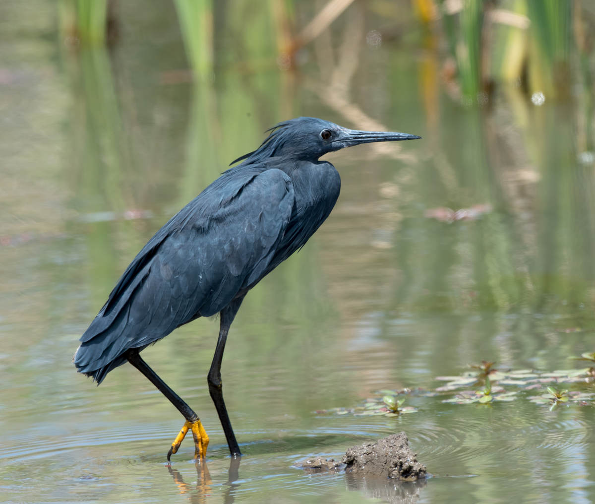 Birding The Ndumo Area, South Africa - 10,000 Birds