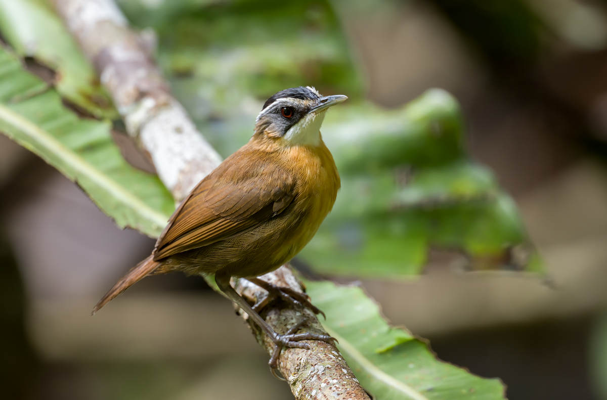 Birding Sepilok, Borneo (Part 1) - 10,000 Birds