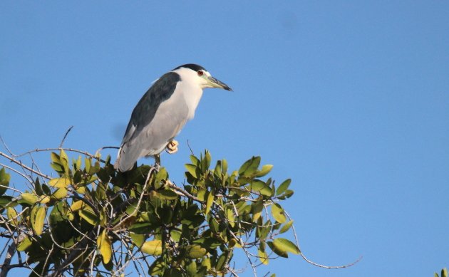 puerto-vallarta-birds-10-000-birds