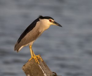 The 20 most common birds in Shanghai (Part 1) - 10,000 Birds