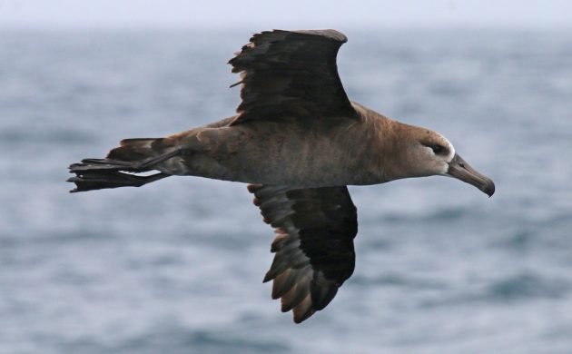 black-footed-albatross