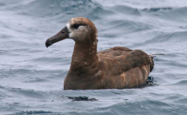 Black-footed Albatross on the water