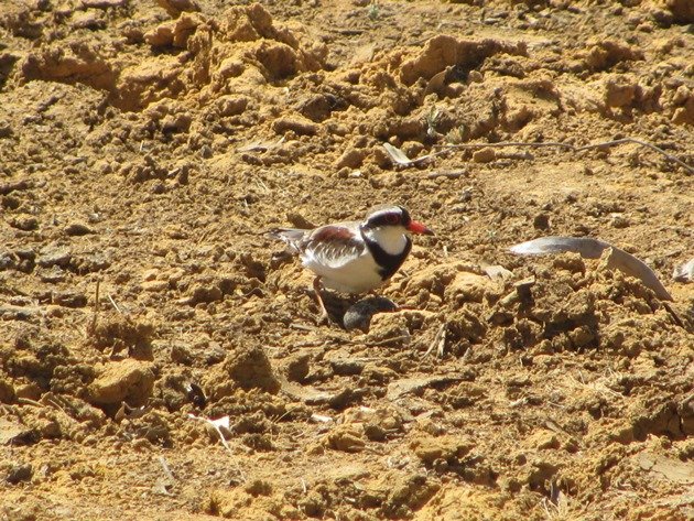 black-fronted-dotterel-with-eggs-2