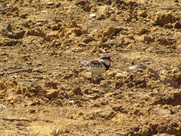 black-fronted-dotterel-with-eggs-3