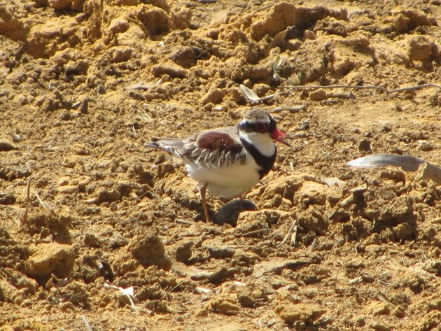 black-fronted-dotterel-with-eggs-4