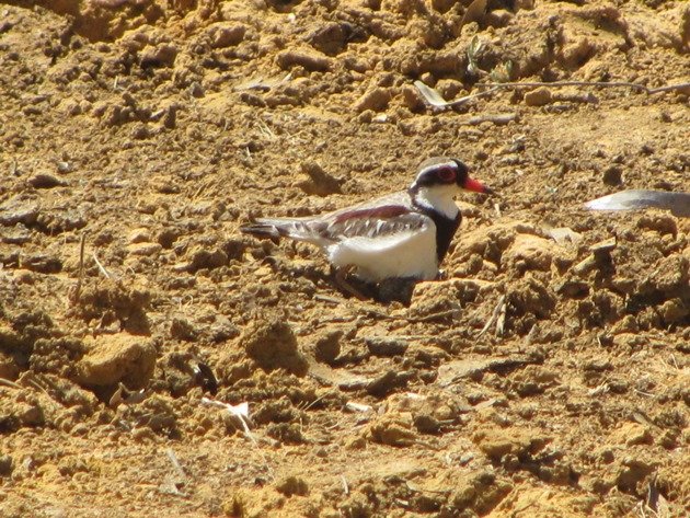 black-fronted-dotterel-with-eggs-6