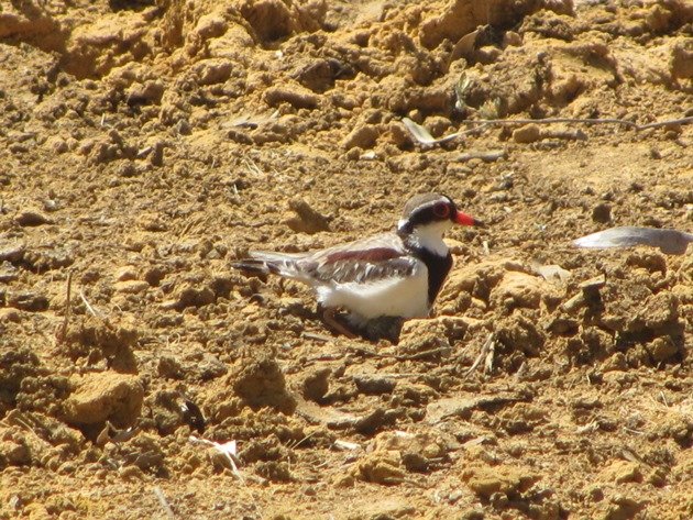 black-fronted-dotterel-with-eggs-7
