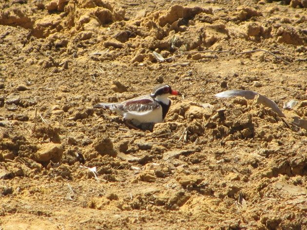 black-fronted-dotterel-with-eggs-8