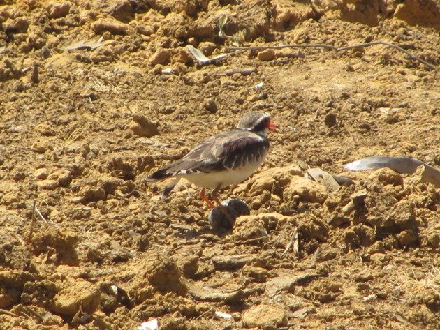 black-fronted-dotterel-with-eggs