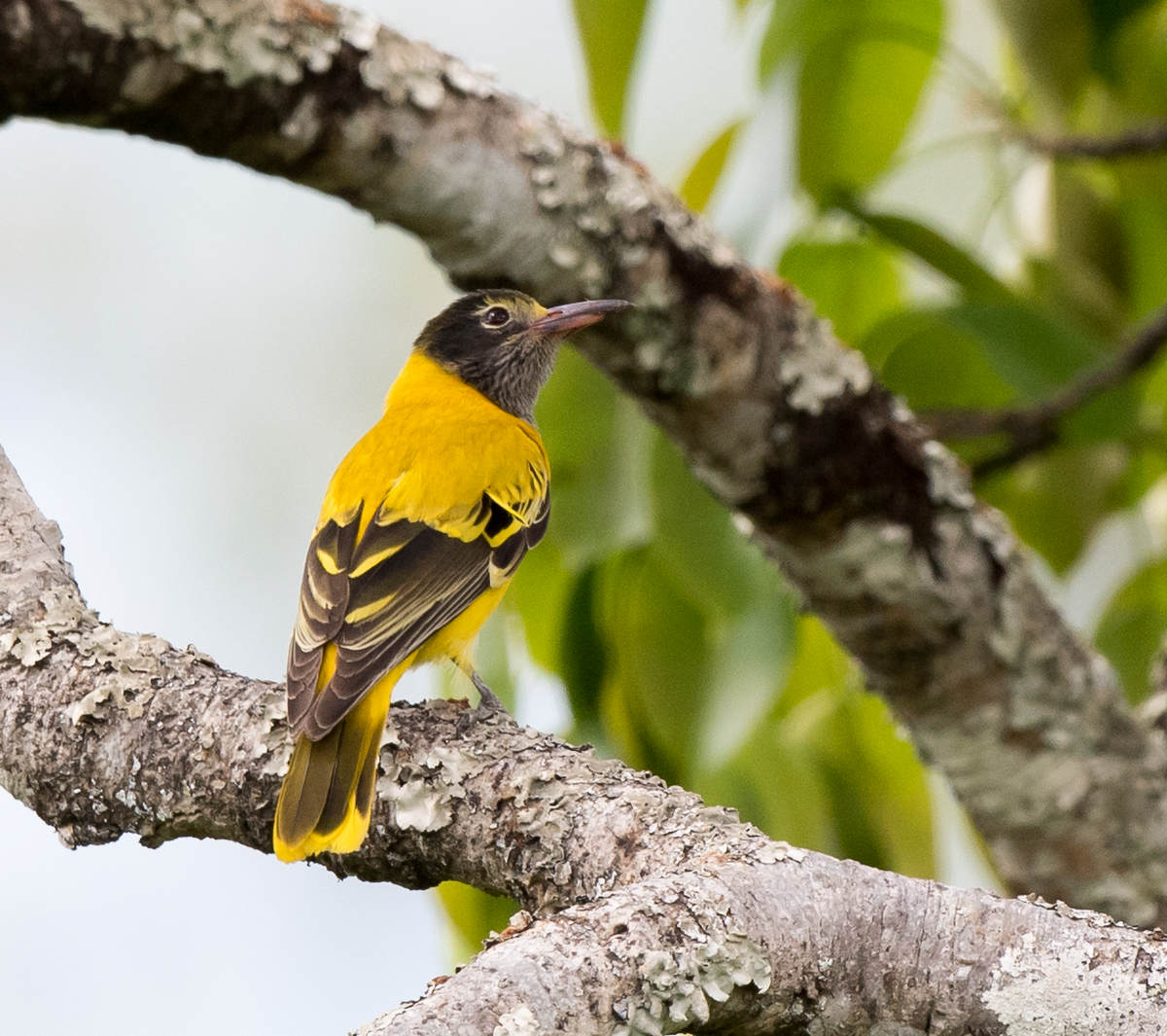 Birding Hongbenghe, Yunnan - 10,000 Birds