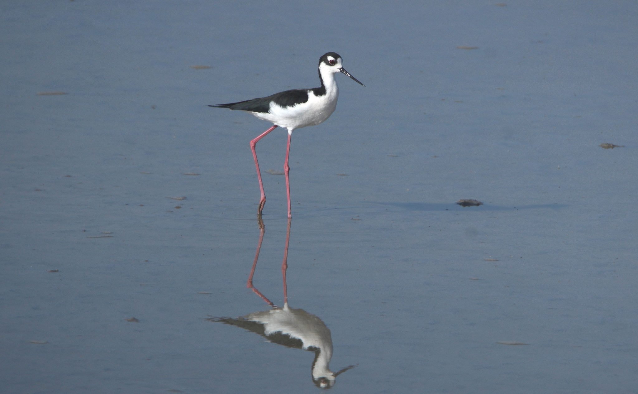 Stilts on Parade - 10,000 Birds