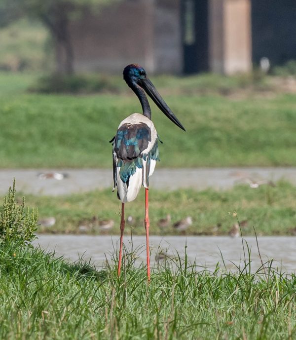 Birding in the Delhi area Part 1 - 10,000 Birds