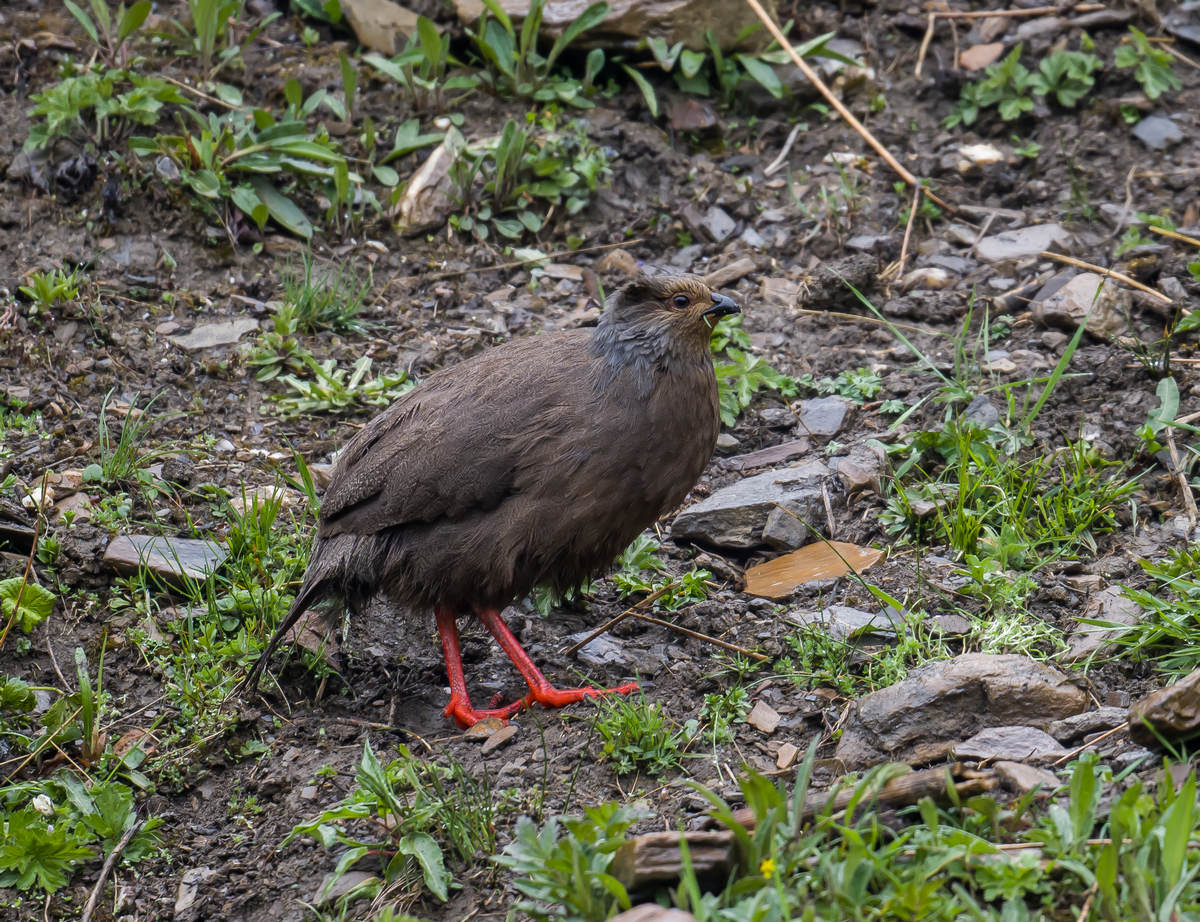 The Blood Pheasant - 10,000 Birds