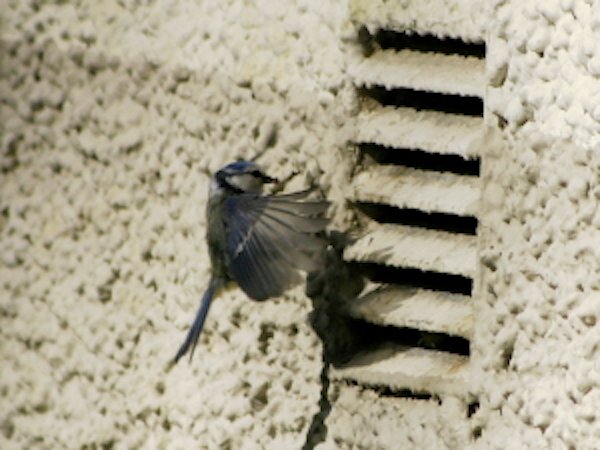 Blue tit approaches a nest behind a vent with food