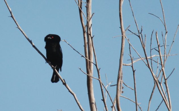 The Dracula Bird - 10,000 Birds