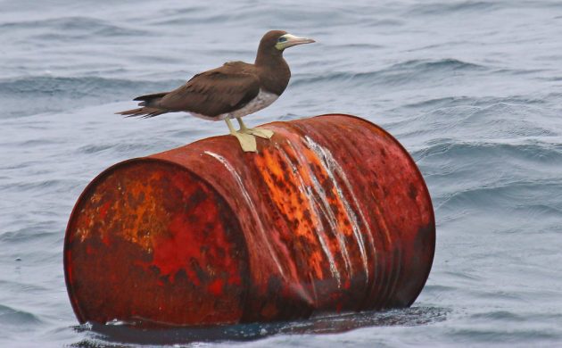 Brown Booby on a barrel