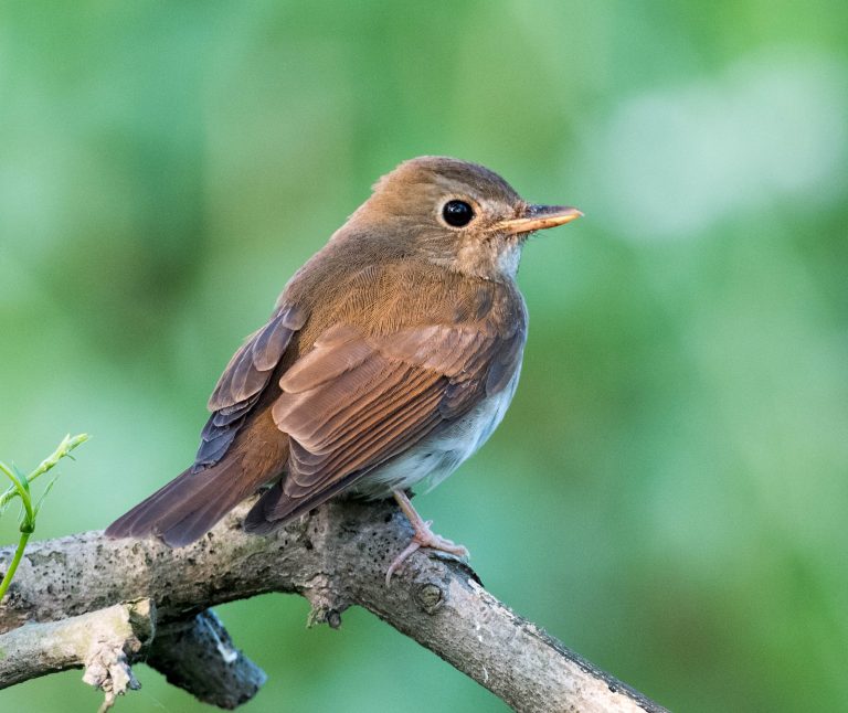 Threatened Birds of Nanhui, Shanghai - 10,000 Birds