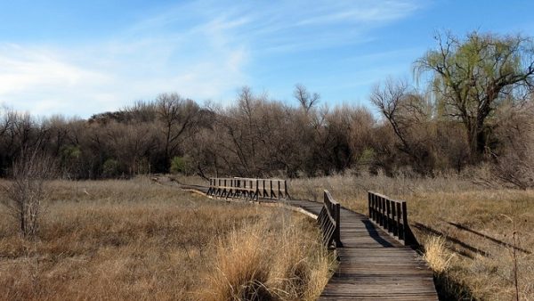 A Birder’s Guide to the Great American Outdoors Act - 10,000 Birds