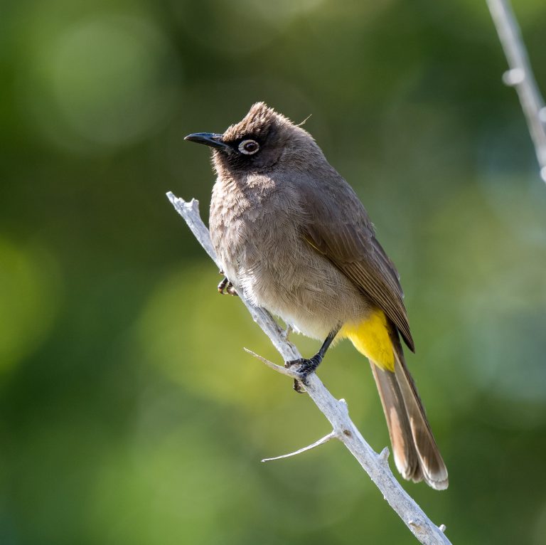 Birding Cape Town - 10,000 Birds