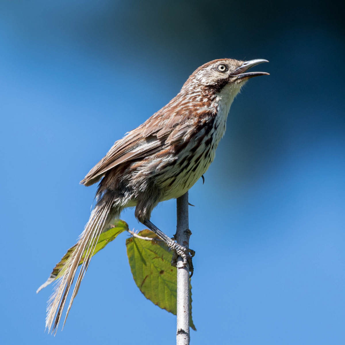 Some common birds of Shennongjia, China - 10,000 Birds