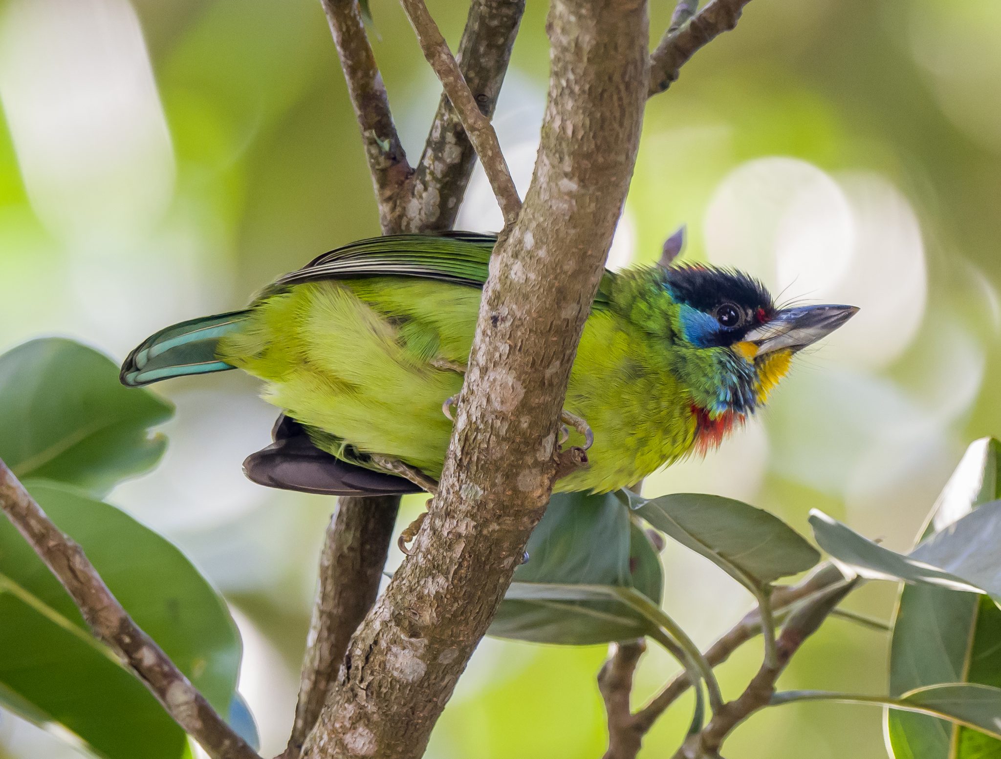 A few Barbets - 10,000 Birds