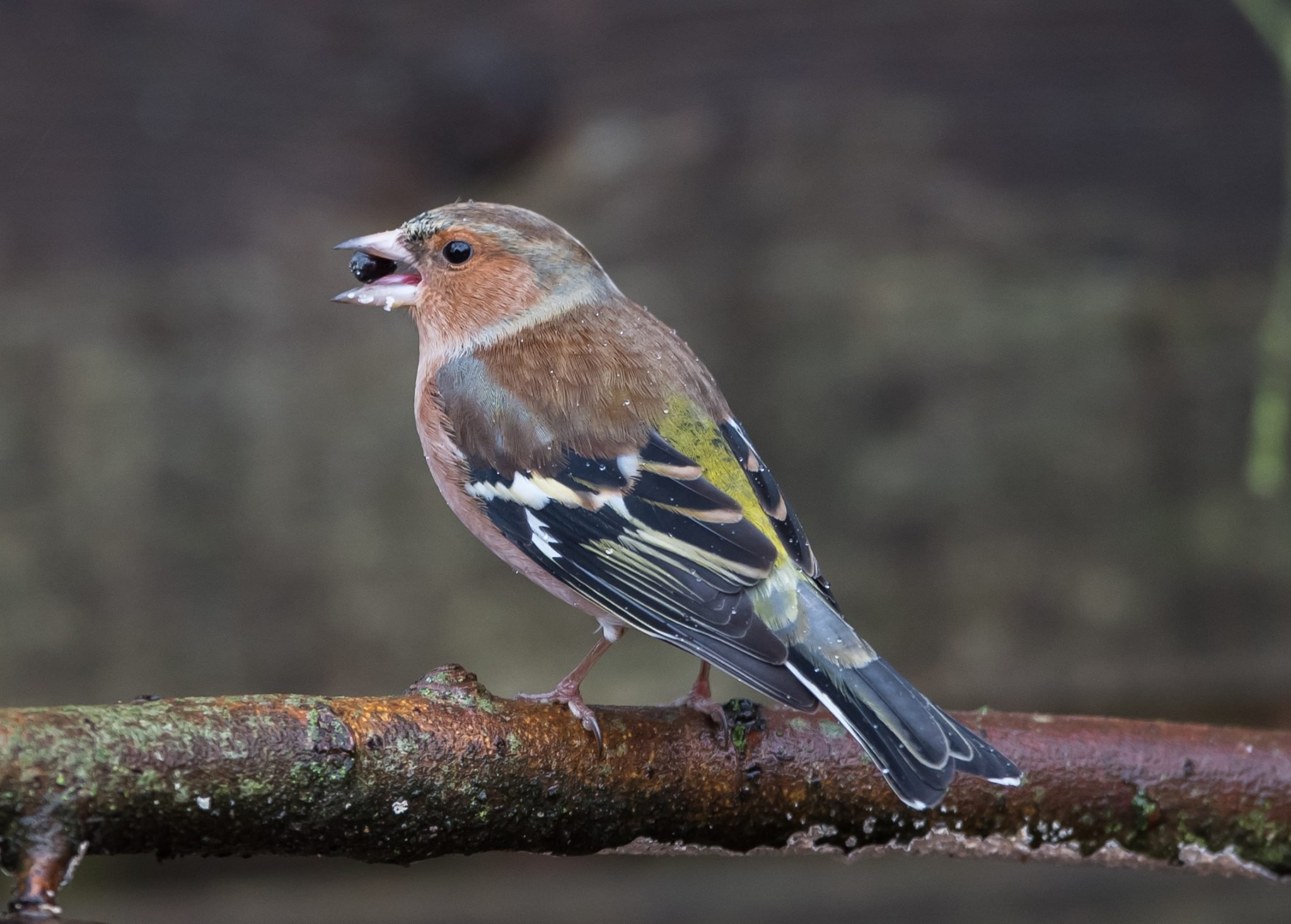 Birds of Visselhövede in Winter – 10,000 Birds