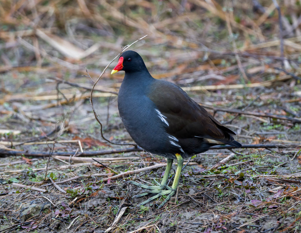 Guide to the Birds of China - 10,000 Birds