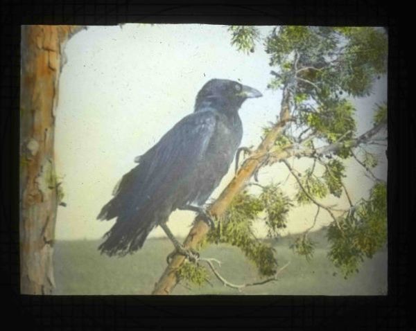 Common Raven: Historic photo