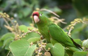 Costa Rica’s Signature Parakeet - 10,000 Birds