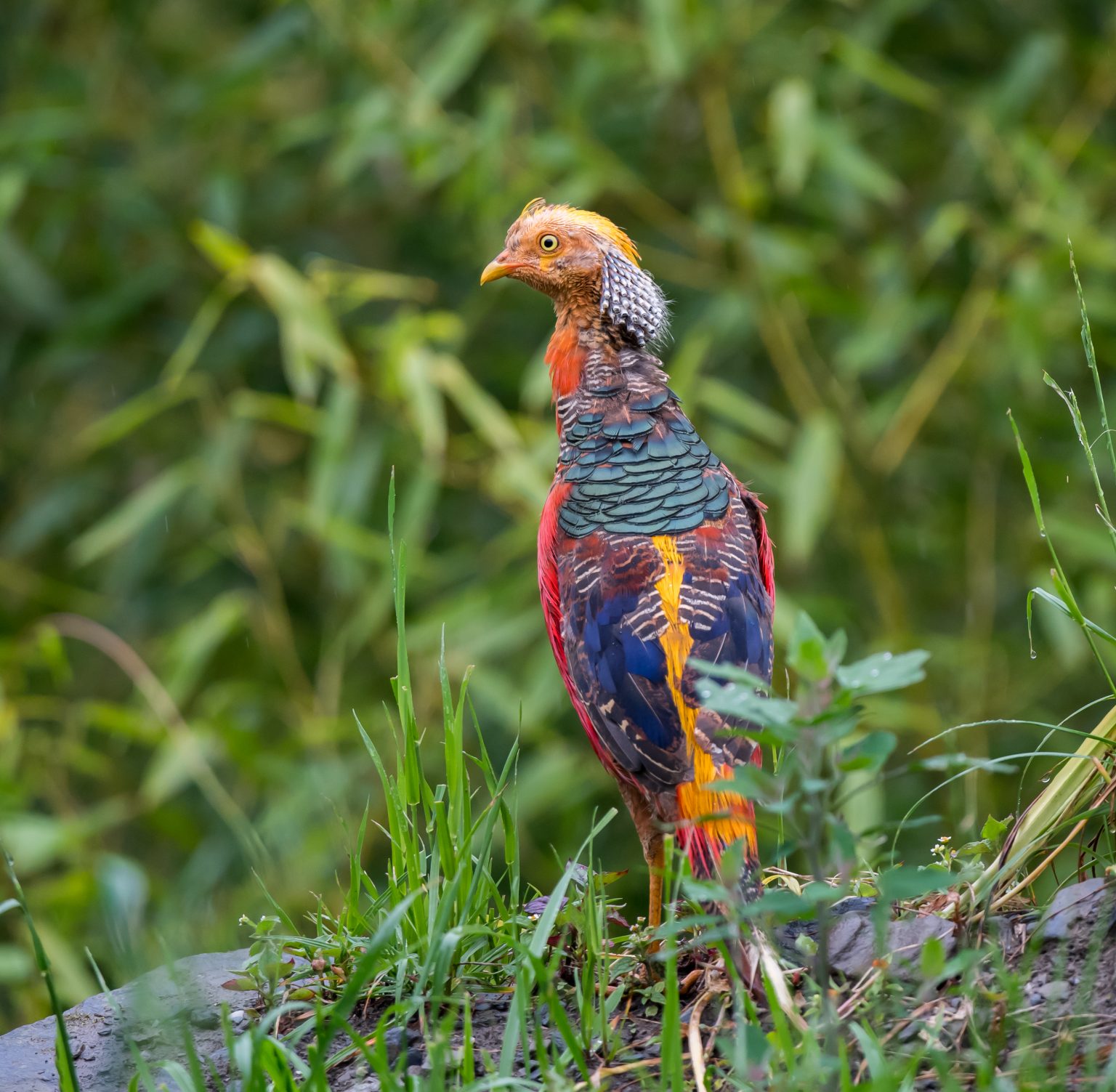 Birding Wolongshan, Sichuan, China - 10,000 Birds