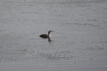 Red-throated Loon swimming in Maine water.