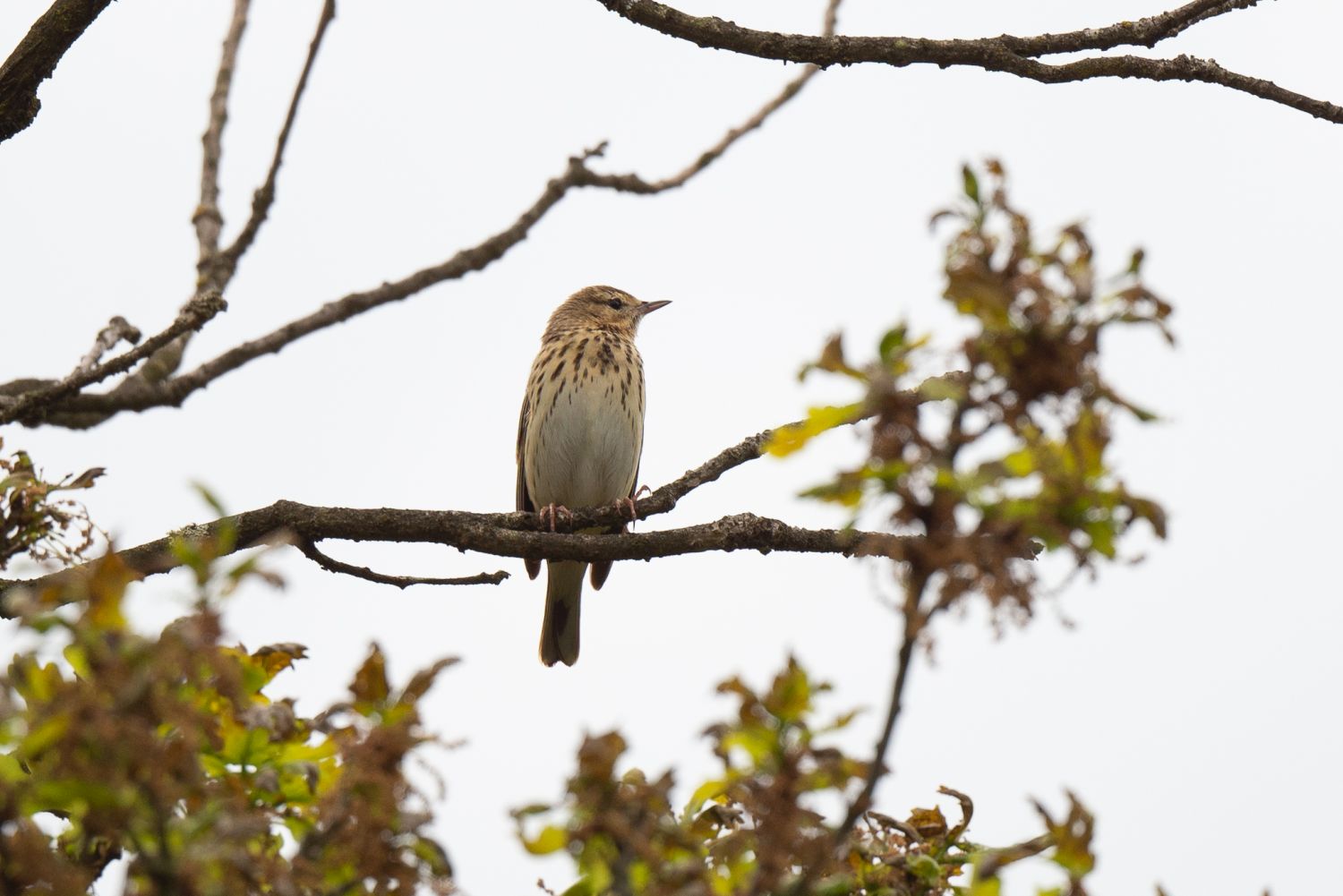 More Heath Birding around Bonn - 10,000 Birds