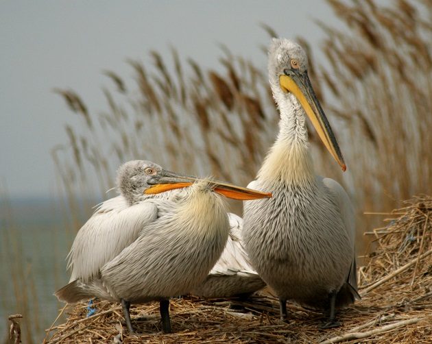 dalmatian-pelican_sebastian-bugariu