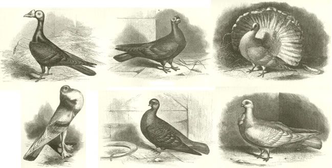 print of fancy pigeon breeds