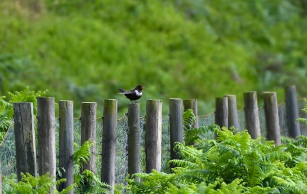 Seabirds at Bass Rock – 10,000 Birds