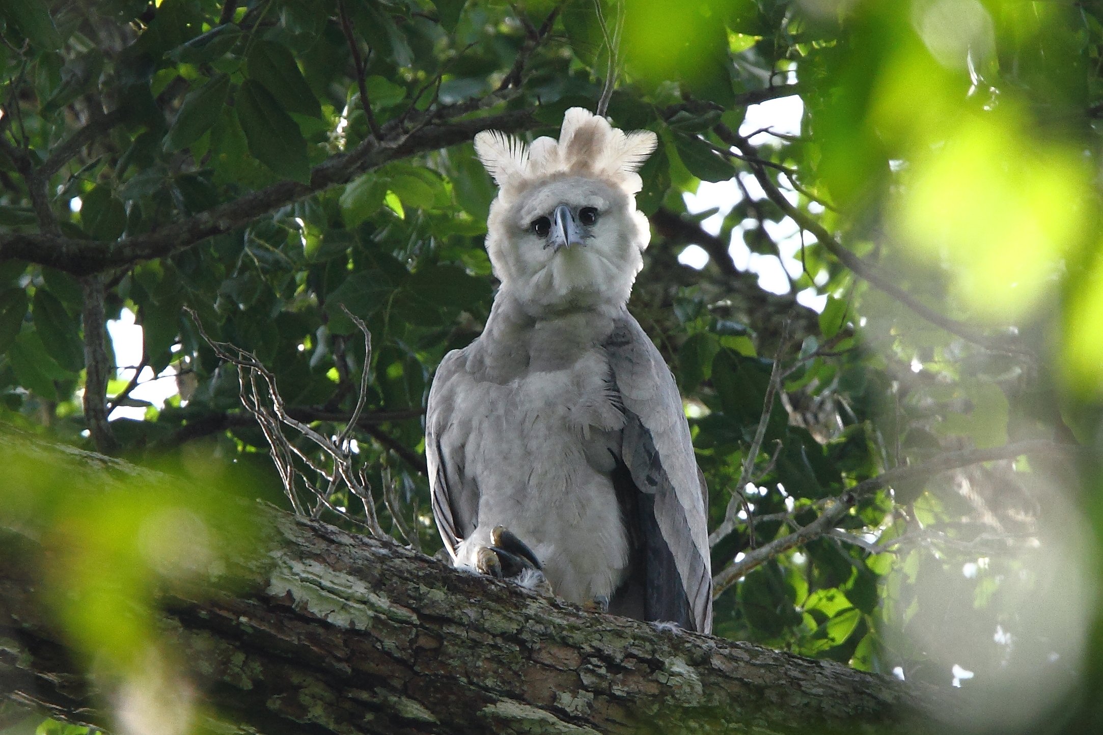National Library of Guyana - Photo of the week! The Harpy Eagle