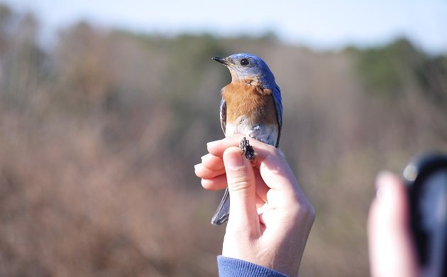 bluebird, banding