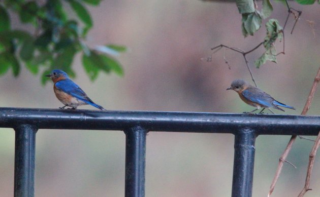 Attack of the Hooligan Bluebird - 10,000 Birds