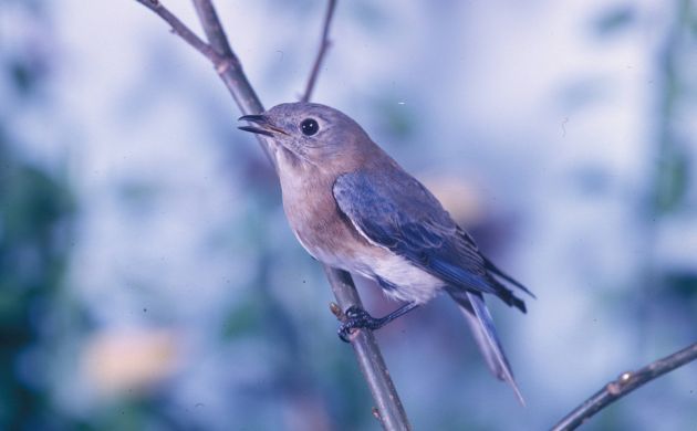 Eastern bluebird by Dan Sudia