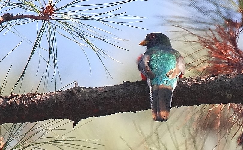 For The Love Of Trogons Birds