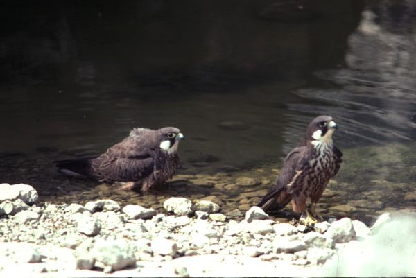 Two Eleonora's Falcons, Mallorca