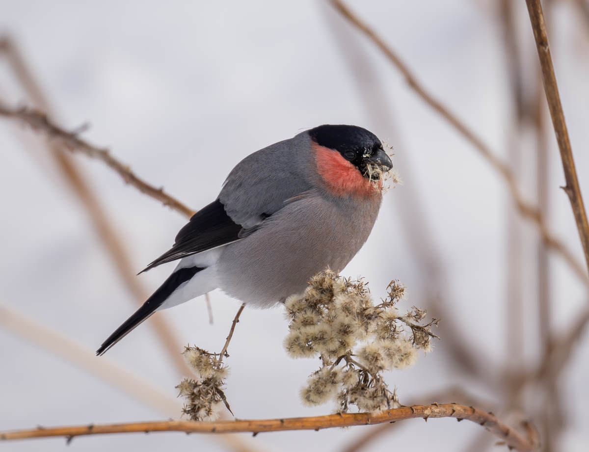 Some Iciness Passerines on Hokkaido