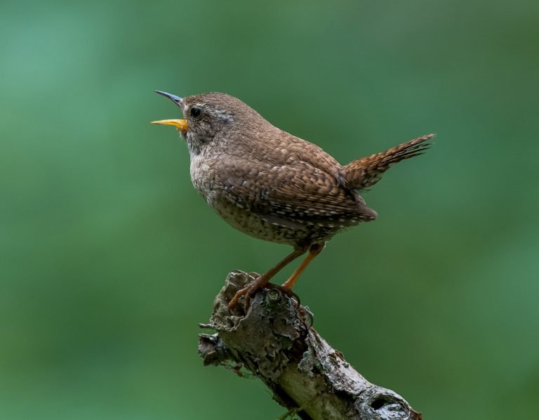 July birding in Northern Germany - 10,000 Birds